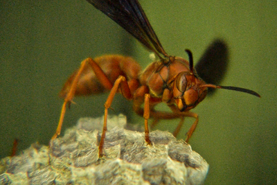 Red wasp