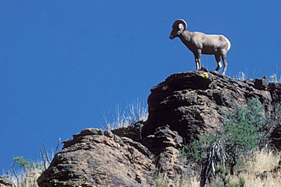 Big Horn sheep on hilltop