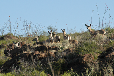 mule deer on hilltop