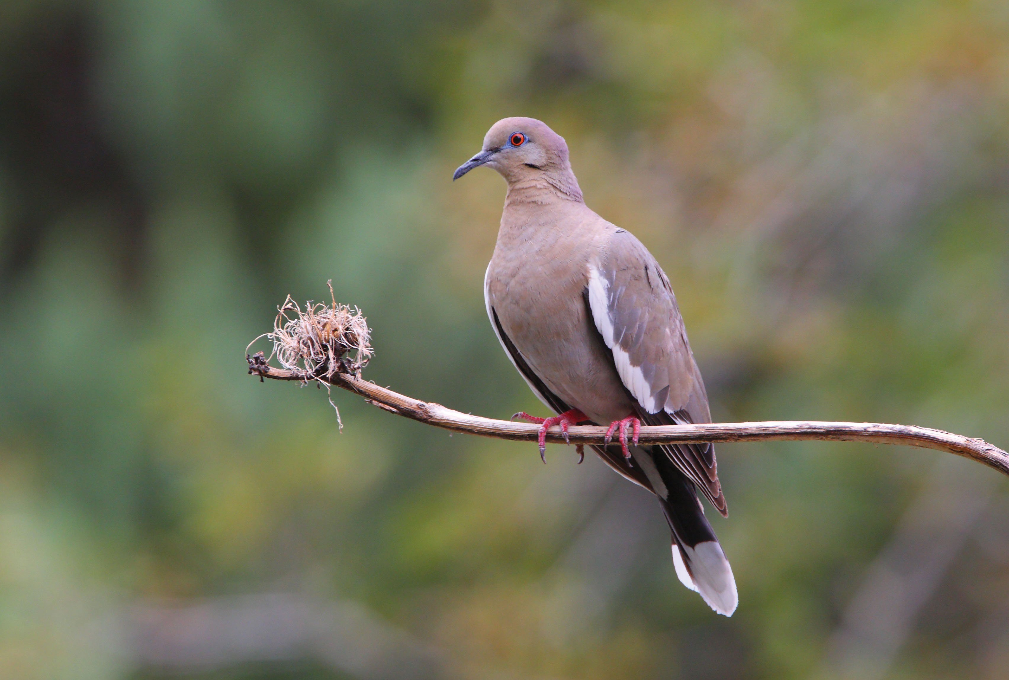 Know Your Doves Texas Parks Wildlife Department