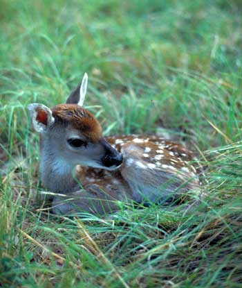 Fawn