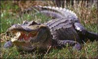alligator200.jpg alligator200.jpg