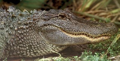 alligator_closeup.jpg