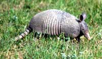 armadillo100_nherron.jpg