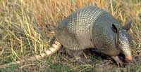 armadillo200.jpg