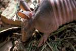 armadillo_baby150.jpg