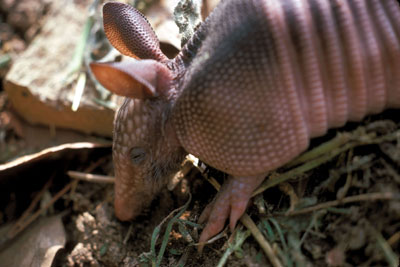 armadillo_baby400.jpg