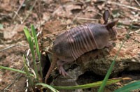 armadillo_baby_full200.jpg