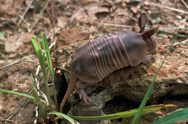 armadillo_baby_full600.jpg