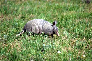 armadillo_nherron.jpg