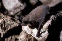 bat200.jpg bat200.jpg