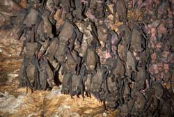 bats_in_cave250.jpg