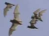 bats_in_flight100.jpg