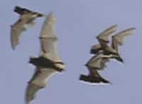 bats_in_flight200.jpg