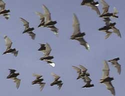 bats_in_flight250.jpg