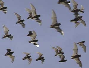 bats_in_flight300.jpg