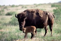 bison_and_baby200.jpg