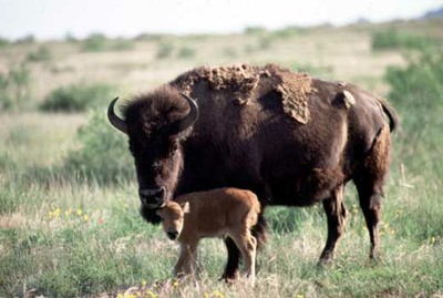 bison_and_baby350.jpg