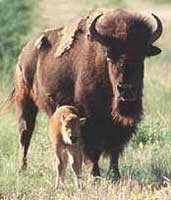 bison and calf