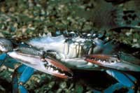 blue_crab200_nherron.jpg blue_crab200_nherron.jpg