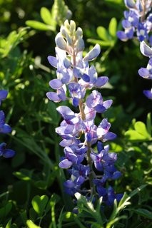 bluebonnet_nherron.jpg