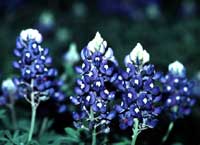 bluebonnets200.jpg