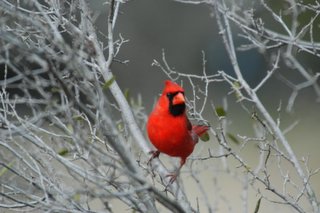 cardinal_jherron.jpg