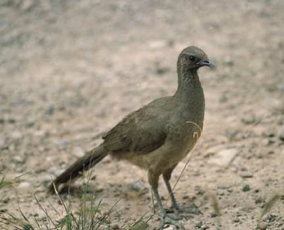 chachalaca350.jpg