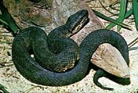 cottonmouth200.jpg cottonmouth200.jpg