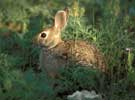 cottontail100.jpg