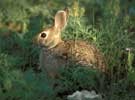 cottontail100.jpg