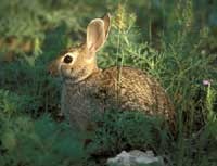 cottontail200.jpg cottontail200.jpg