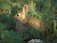 cottontail200.jpg