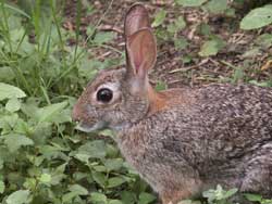 cottontail250_jherron.jpg