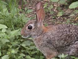 cottontail250_jherron.jpg