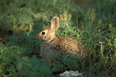 cottontail350.jpg