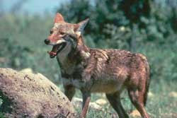 coyote250.jpg coyote250.jpg
