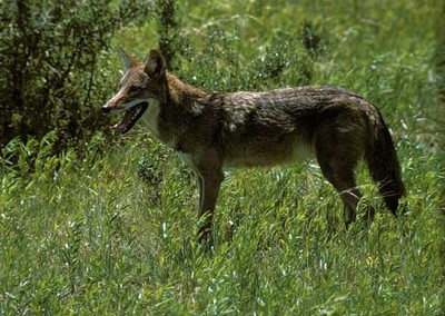coyote350.jpg