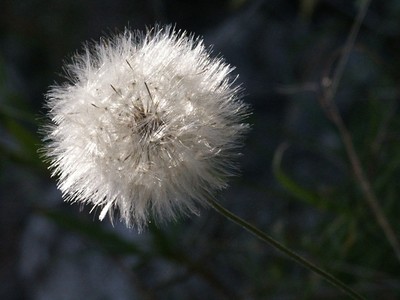 dandelion_head_jherron.JPG