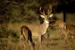 deer250.jpg