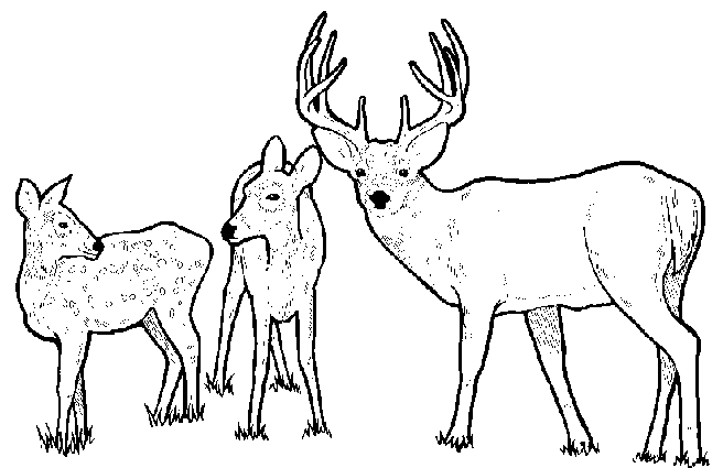 deer_bw.gif