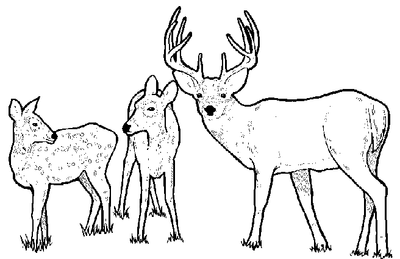 deer_bw.gif