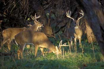 deer_whitetail_herd350.jpg