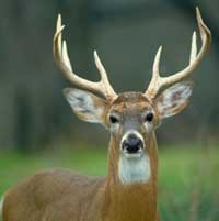 deerantler_mature200.jpg