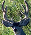 deerantler_mule_velvet100.jpg