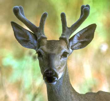 deerantler_velvet_wt250.jpg