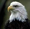 eagle_profile100.jpg