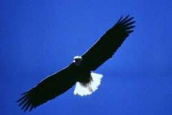 eagle_wingspan250.jpg