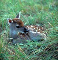 fawn200.jpg