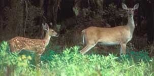 fawn_doe150h.jpg